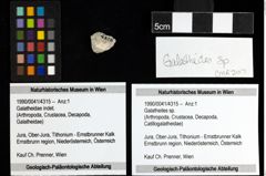 Foto (Objekt + Etiketten) von Galatheites sp. 